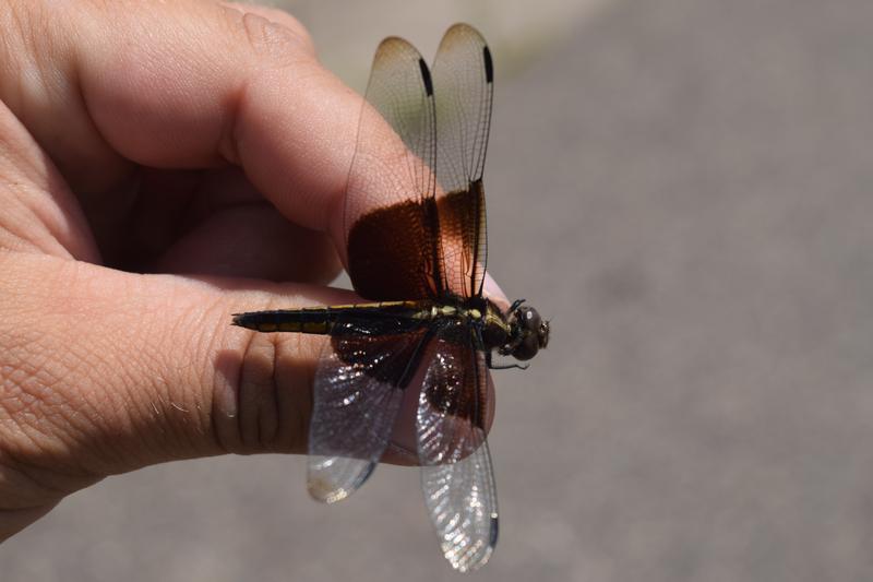 Photo of Widow Skimmer