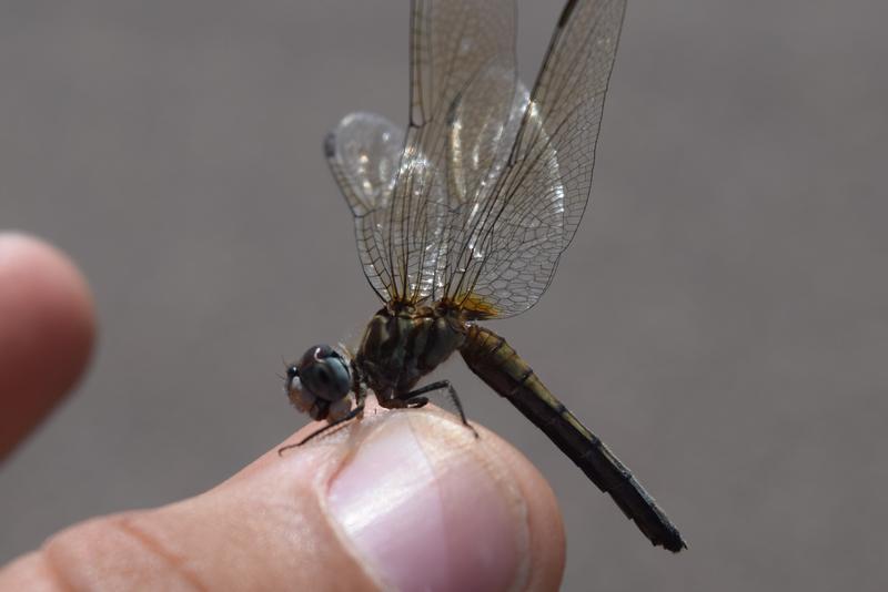 Photo of Blue Dasher