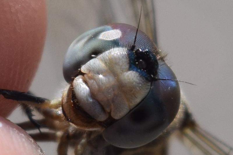 Photo of Blue Dasher