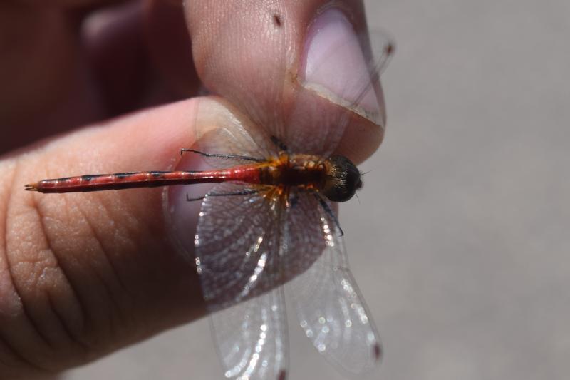 Photo of White-faced Meadowhawk