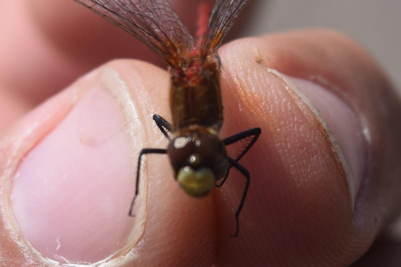 Photo of White-faced Meadowhawk