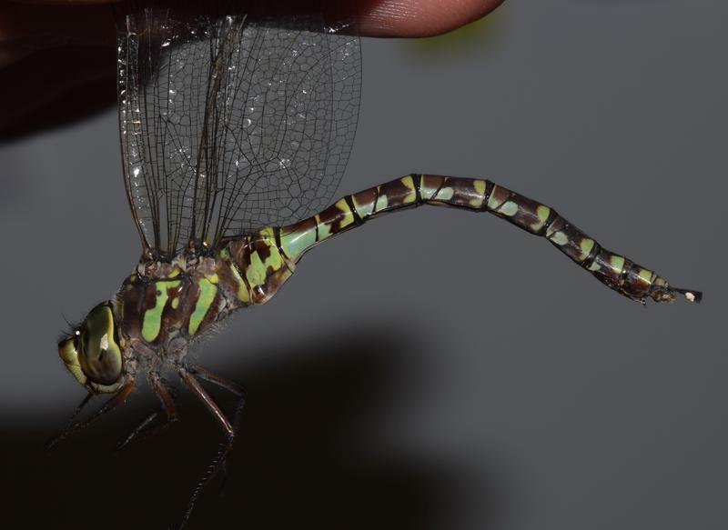 Photo of Canada Darner