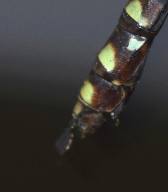 Photo of Canada Darner