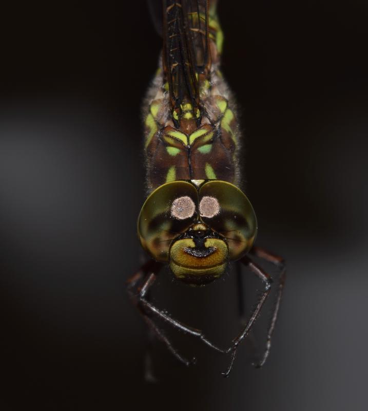 Photo of Canada Darner