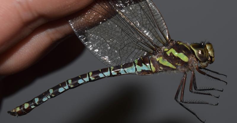 Photo of Green-striped Darner