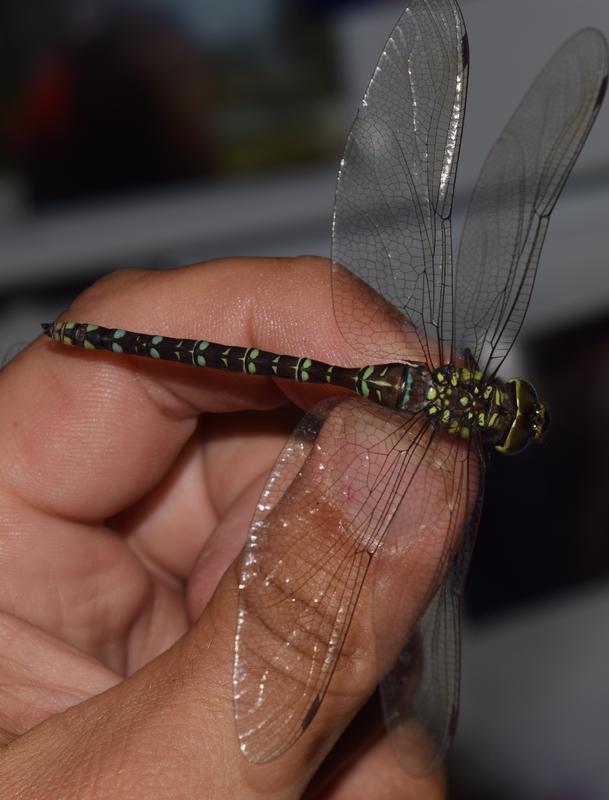 Photo of Green-striped Darner