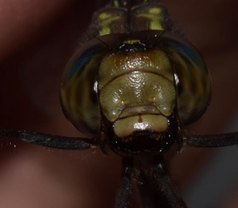 Photo of Green-striped Darner