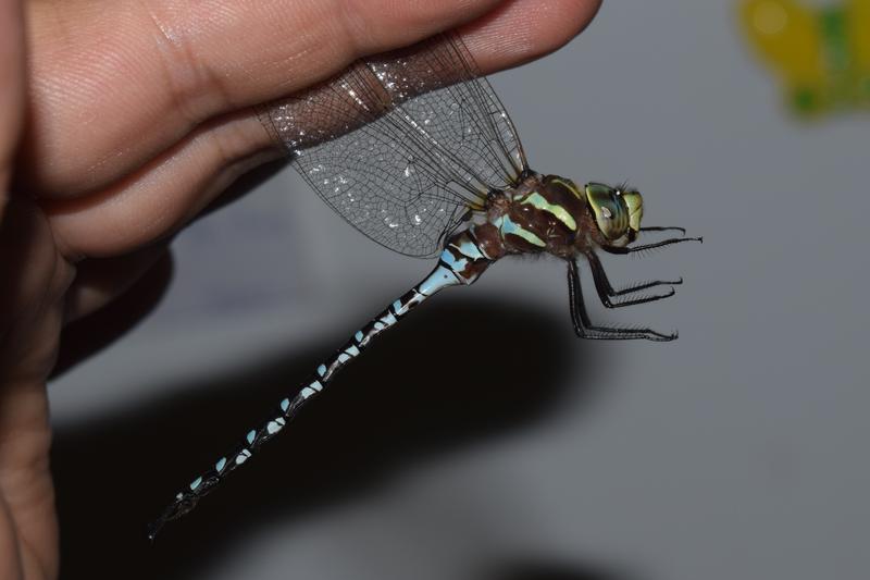 Photo of Lance-tipped Darner