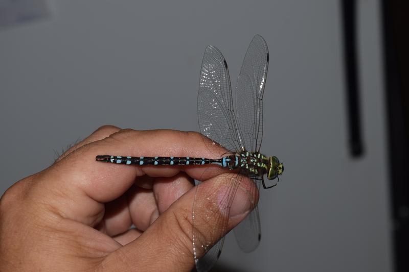 Photo of Lance-tipped Darner