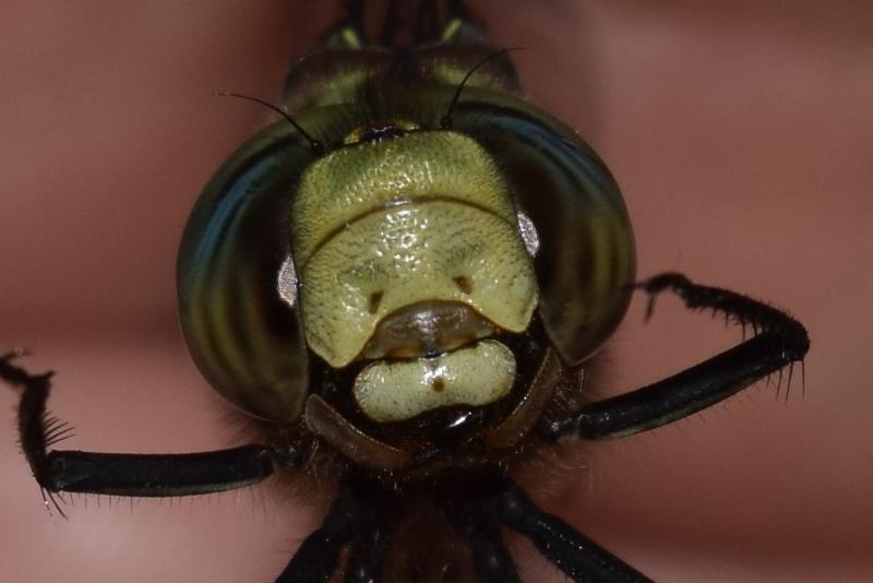 Photo of Lance-tipped Darner