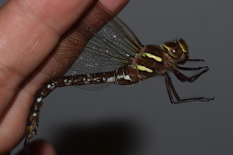 Photo of Shadow Darner