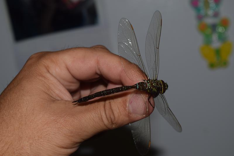 Photo of Shadow Darner