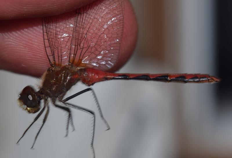 Photo of White-faced Meadowhawk