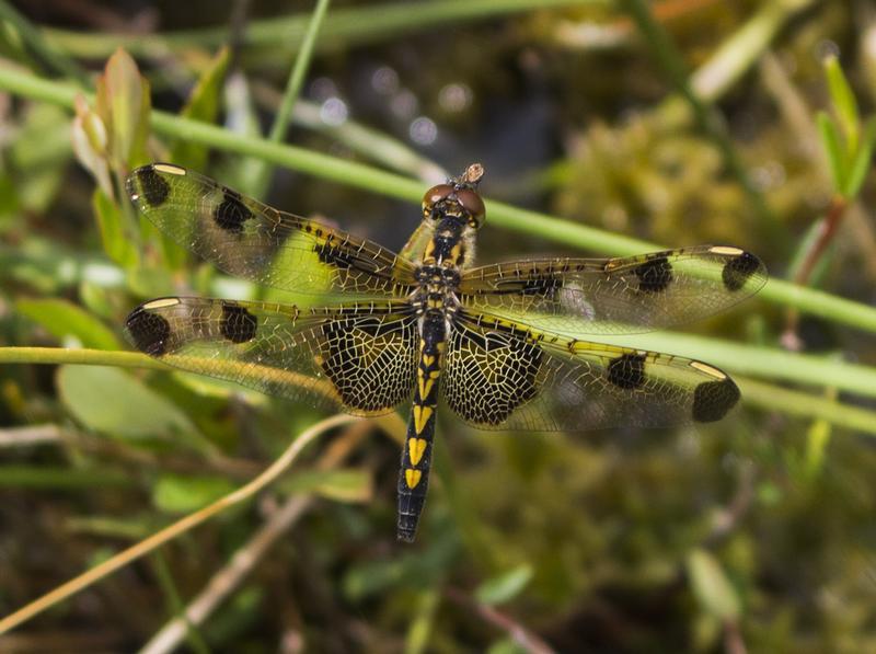 Photo of Calico Pennant