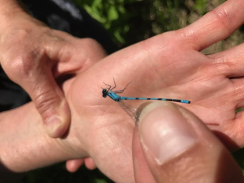 Photo of Marsh Bluet