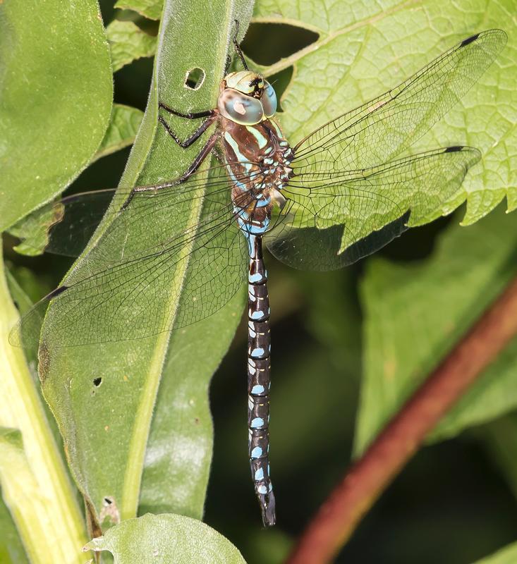 Photo of Lance-tipped Darner