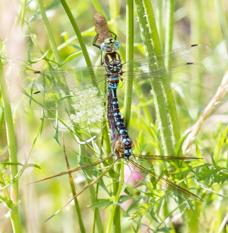 Photo of Lance-tipped Darner