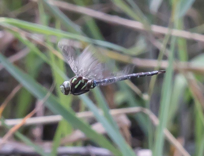 Photo of Shadow Darner