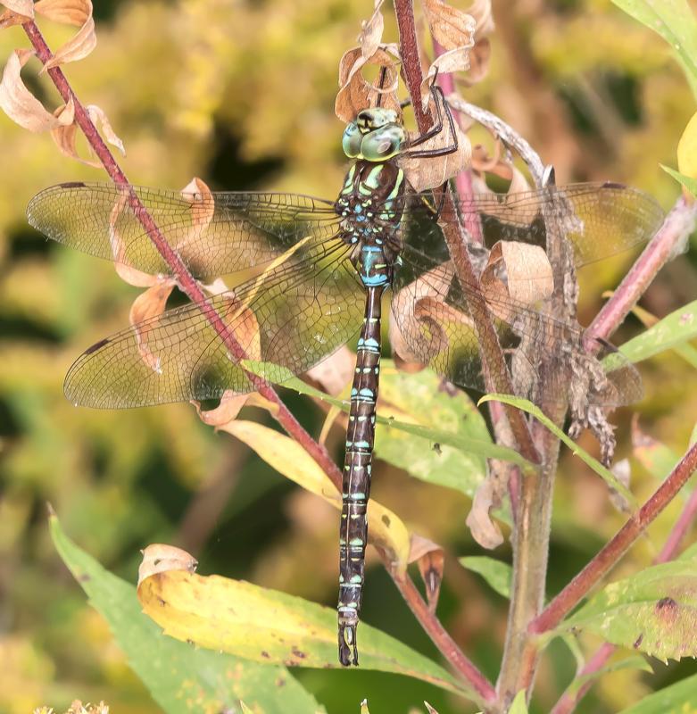 Photo of Shadow Darner