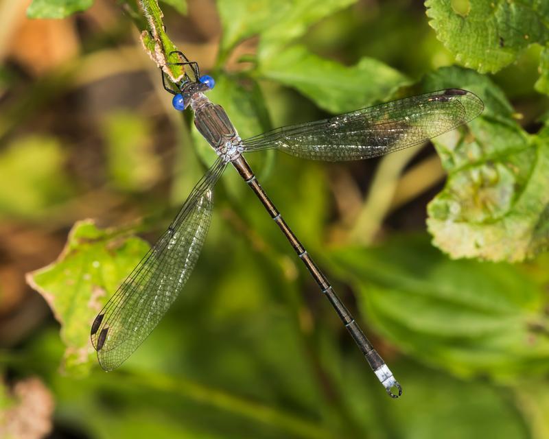 Photo of Great Spreadwing