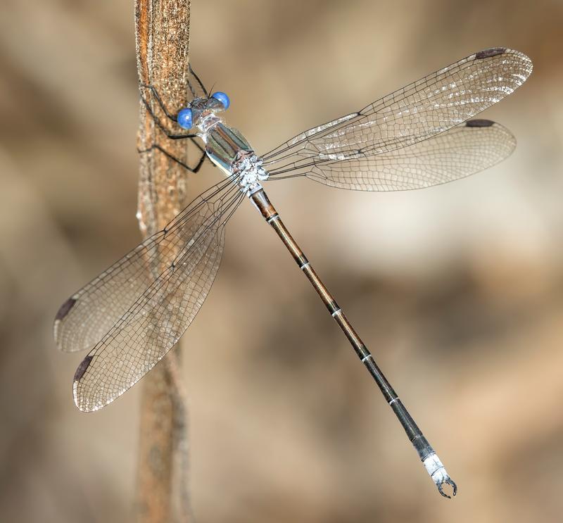 Photo of Great Spreadwing