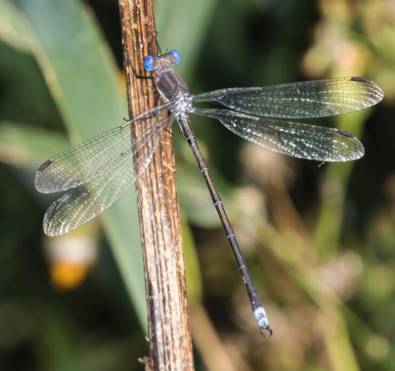 Photo of Great Spreadwing