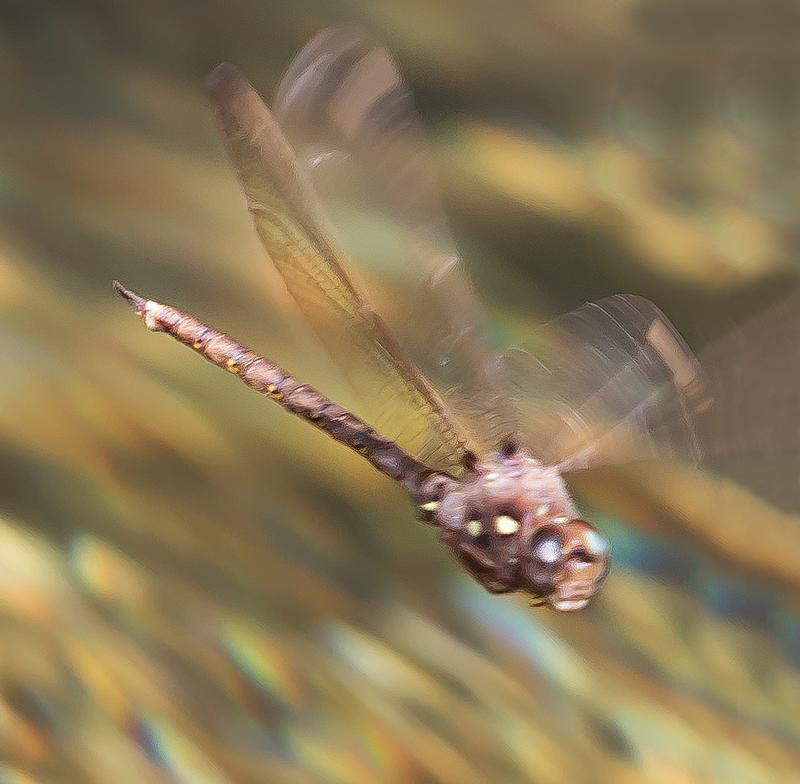 Photo of Fawn Darner