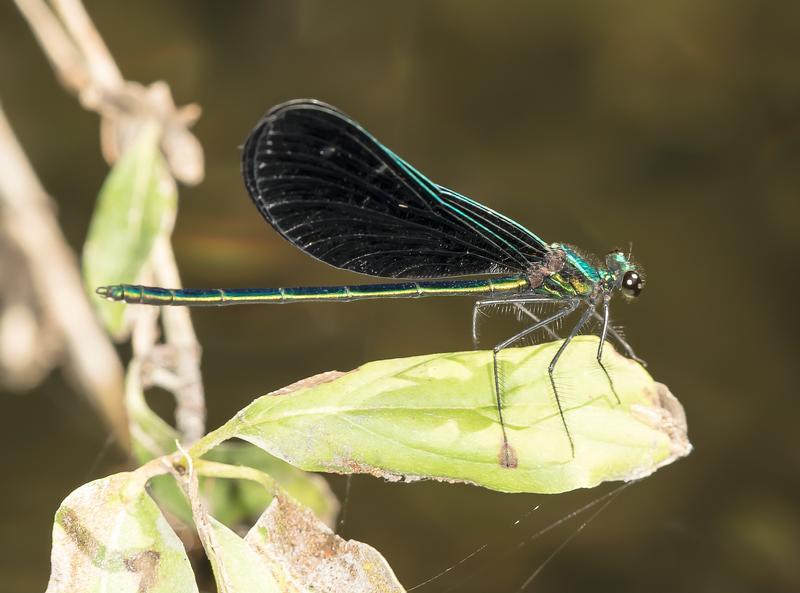 Photo of Ebony Jewelwing