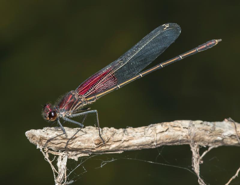 Photo of American Rubyspot