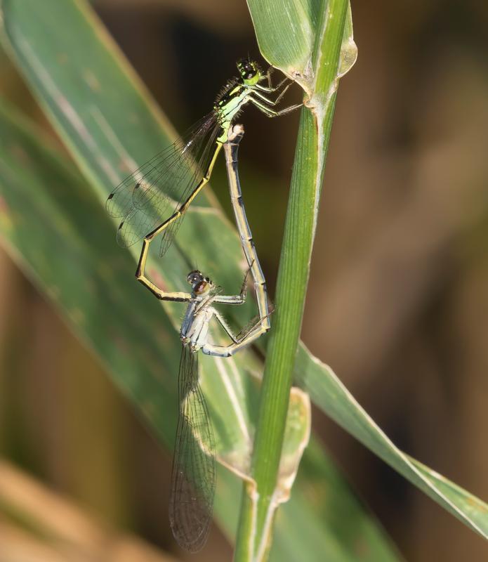 Photo of Fragile Forktail