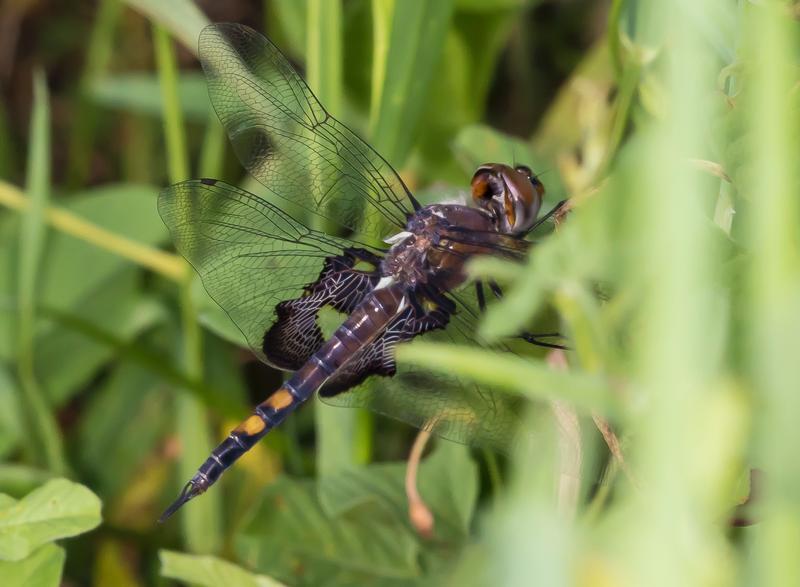 Photo of Black Saddlebags