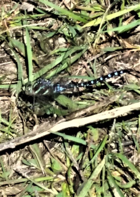 Photo of Lance-tipped Darner