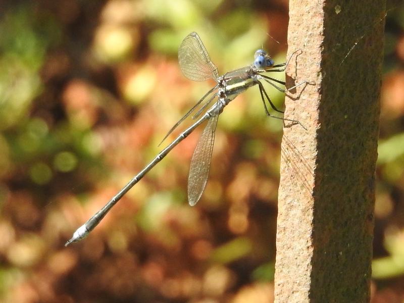 Photo of Great Spreadwing