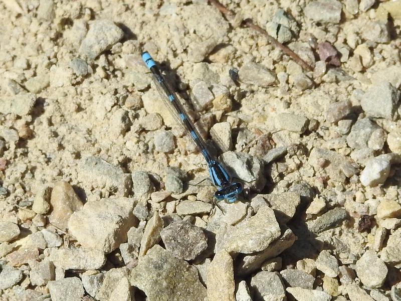 Photo of Tule Bluet