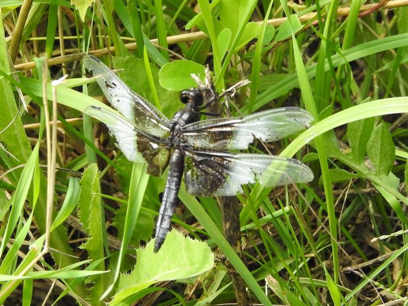 Photo of Widow Skimmer