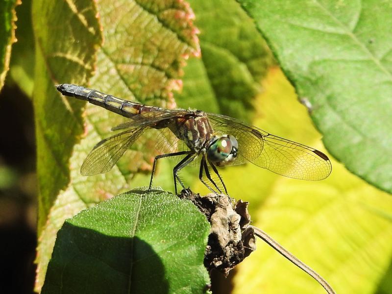 Photo of Blue Dasher