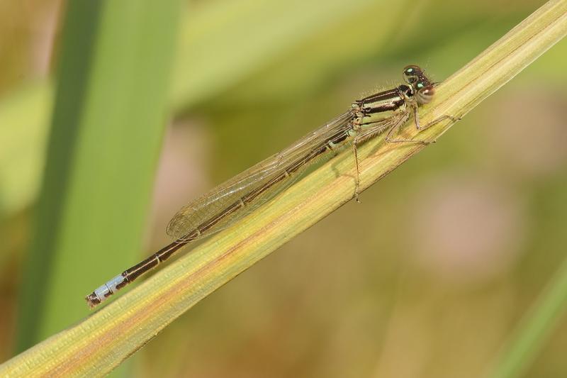 Photo of Eastern Forktail