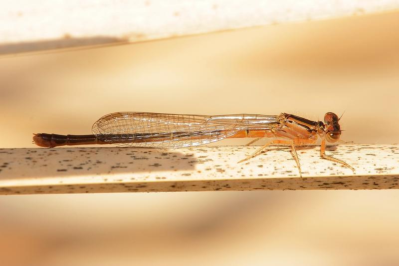 Photo of Eastern Forktail