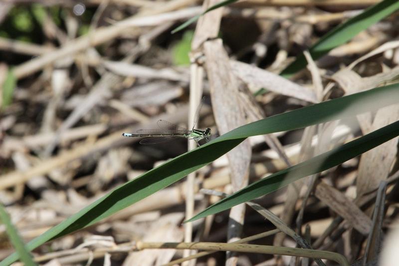 Photo of Eastern Forktail