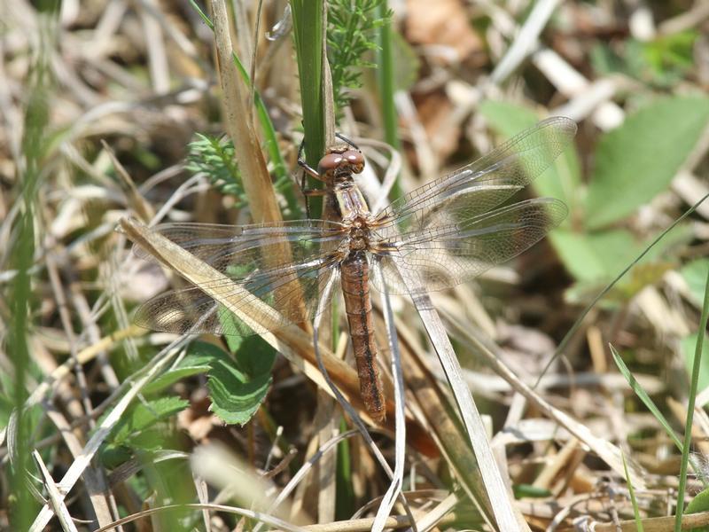 Photo of Chalk-fronted Corporal