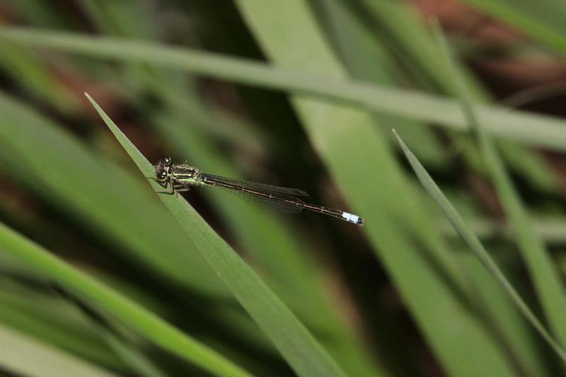 Photo of Eastern Forktail