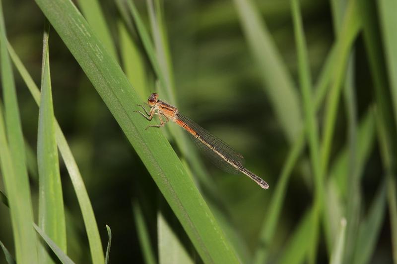 Photo of Eastern Forktail