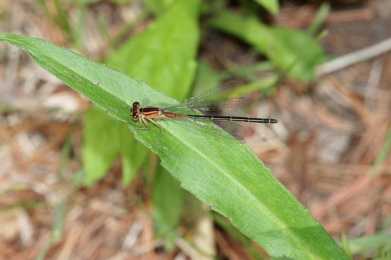 Photo of Eastern Forktail