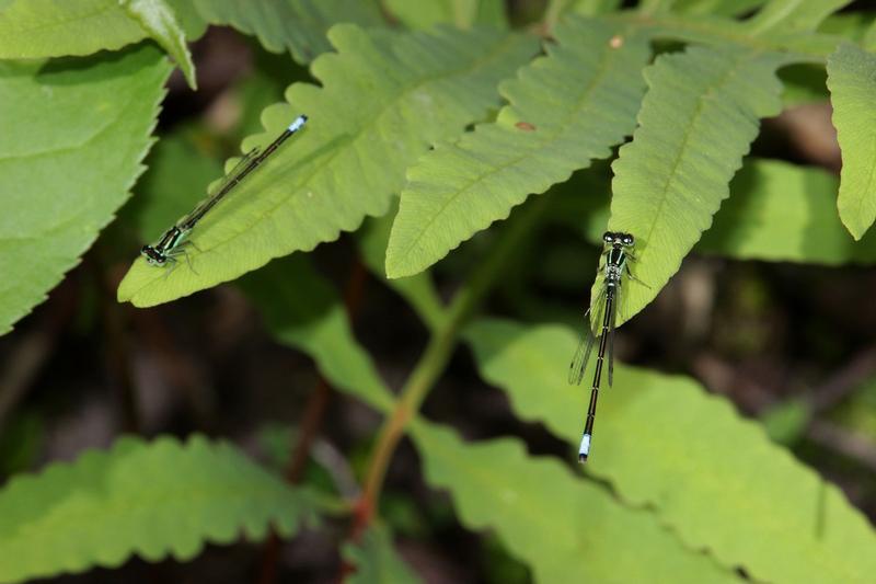 Photo of Eastern Forktail