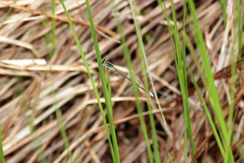 Photo of Eastern Forktail
