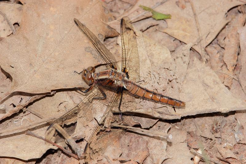 Photo of Chalk-fronted Corporal