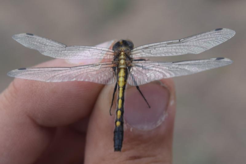 Photo of Dot-tailed Whiteface