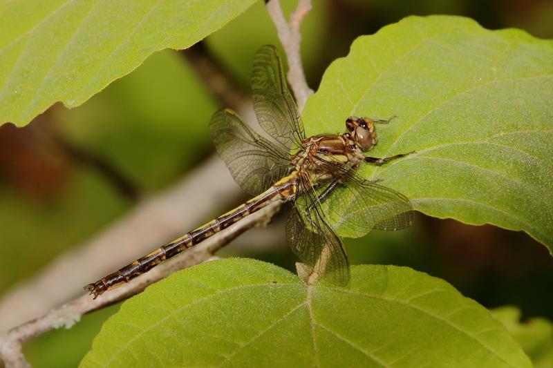 Photo of Dusky Clubtail