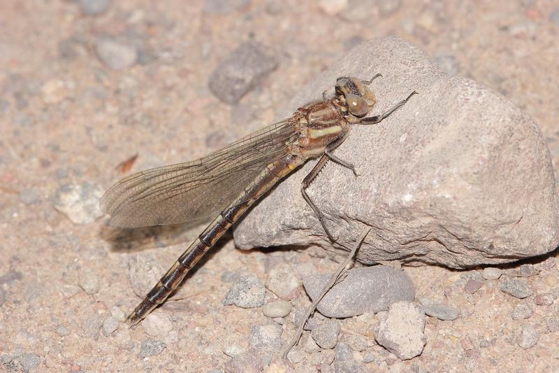 Photo of Dusky Clubtail