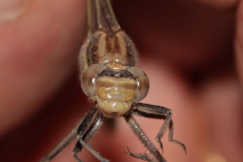 Photo of Dusky Clubtail